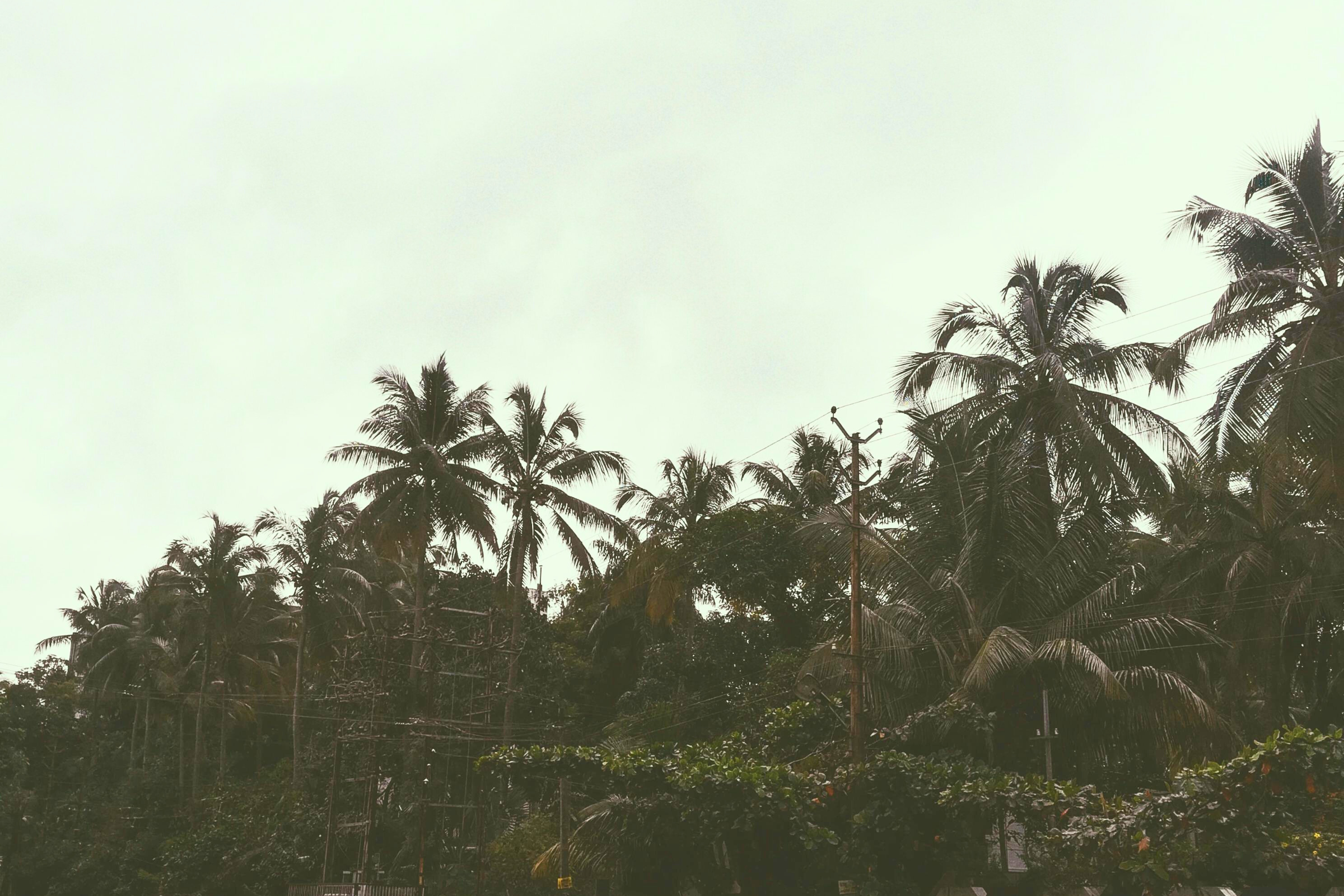 41_Guruvayur[1].webp